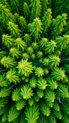 Close-Up of Lush Green Trees with Vibrant Leaves