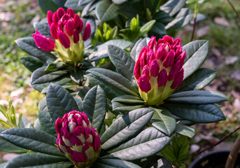 Rhododendron is a very large genus of about 1.024 species of woody plants and in the heath family Ericaceae. Springtime red blooming.