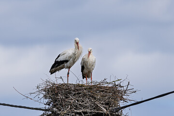 Weißstorch (Ciconia ciconia) Brutpaar auf dem Nest