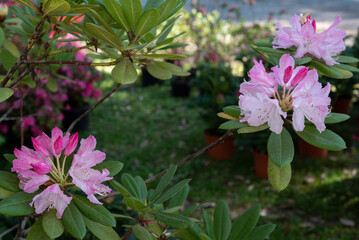 Rhododendron is a very large genus of about 1.024 species of woody plants and in the heath family Ericaceae. Springtime red blooming.