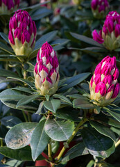 Rhododendron is a very large genus of about 1.024 species of woody plants and in the heath family Ericaceae. Springtime red blooming.