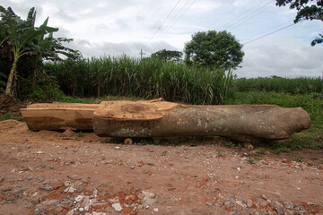 Split wood planks for carpentry industry. Block wood for construction