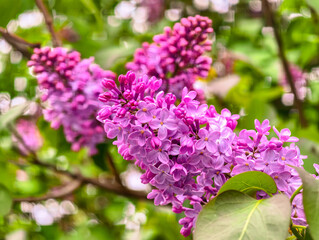 Close-up of blooming lilac flowers in spring. Vivid purple petals and green leaves with soft bokeh background. Ideal for nature themes, floral backgrounds, and seasonal visuals.