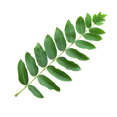 Obraz premium Tamarind Leaf Fresh Green Botanical Plant