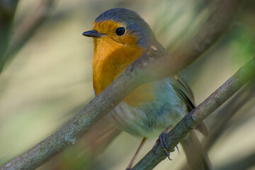 robin perching on a twig close-up portrait