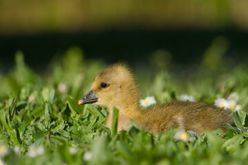 gosling of greylag goose is lying on the green meadow close-up