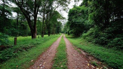 Fototapeta premium Serene Dirt Path Through Lush Green Forest Surrounded by Tall Trees and Natural Vegetation