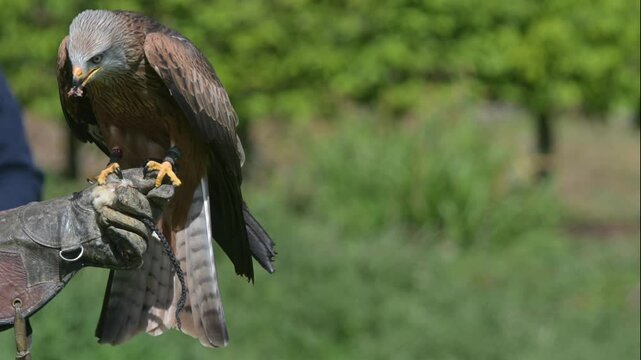 Red Kite (Milvus milvus) eating a chick fed to it by a handler at a falconry display. UK. [Slow motion x5]