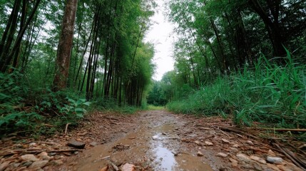 Tranquil Forest Pathway Surrounded by Lush Greenery and Tall Trees Under Overcast Sky