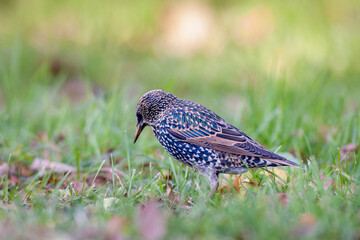 Common starling (Sturnus vulgaris) foraging in the grass, displaying its iridescent plumage in a natural environment.