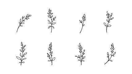 Jasmine Leaf line art illustration in delicate minimalistic style