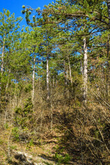 trees in the forest
