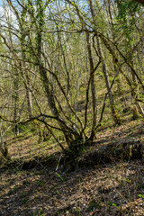forest in autumn