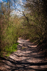path in the forest