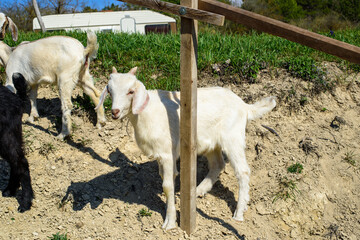Fototapeta premium goat on the farm