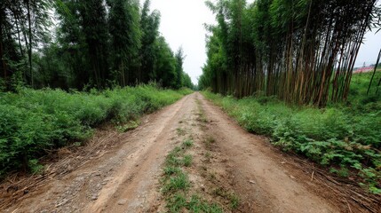 Fototapeta premium Peaceful Dirt Path Between Lush Green Bamboo Forest and Overgrown Grass Under Cloudy Sky