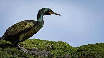 European Shag, on cliff face, Farne Islands Northumberland