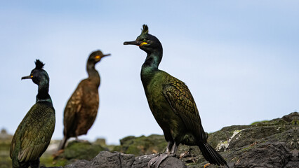 European Shag, on cliff face, Farne Islands Northumberland