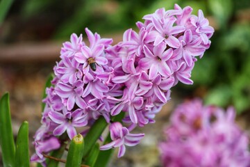 Spring colorful hyacinth flowers. Garden, close up.