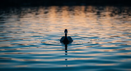 Bird Swiming on Calm Water During Sunset Reflecting in Lake