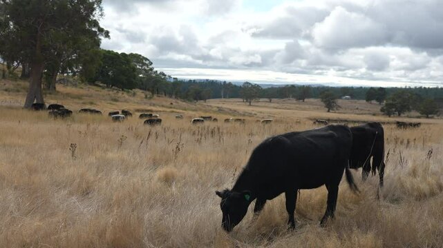 livestock in a meadow, sustainable carbon neutral farming being practiced. regenerative raised cows in a field. agricultural technology innovation.	
