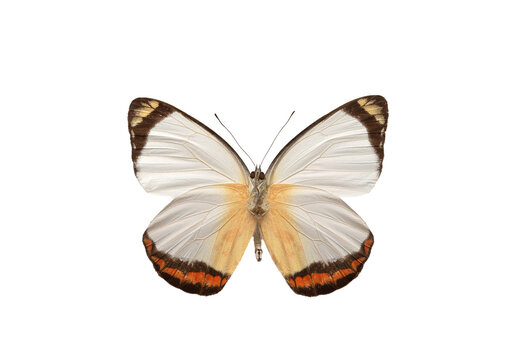 butterfly Delias mysis isolated on white background