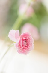 Delicate pink flower close-up