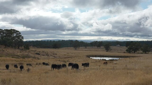 livestock in a meadow, sustainable carbon neutral farming being practiced. regenerative raised cows in a field. agricultural technology innovation.	
