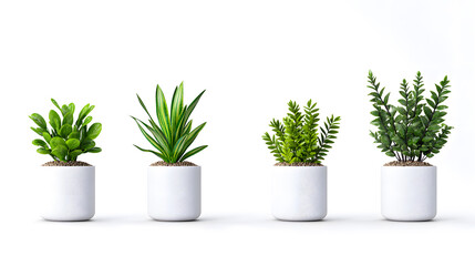 Various home plants in pots, isolated on white background