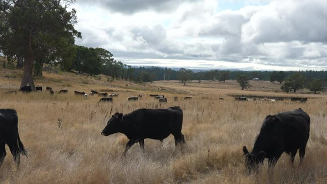 livestock in a meadow, sustainable carbon neutral farming being practiced. regenerative raised cows in a field. agricultural technology innovation.	
