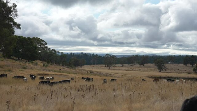 livestock in a meadow, sustainable carbon neutral farming being practiced. regenerative raised cows in a field. agricultural technology innovation.	
