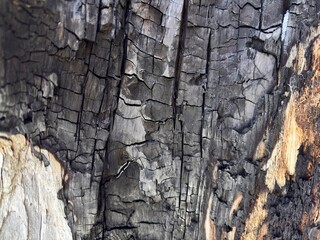 Close-up of charred wood texture with natural cracks and burn marks, perfect for backgrounds, design overlays, or nature-themed compositions .tree bark texture