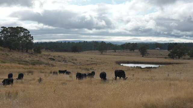 livestock in a meadow, sustainable carbon neutral farming being practiced. regenerative raised cows in a field. agricultural technology innovation.	
