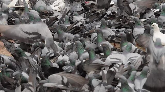 A flock of pigeons is pecking at grain food on the street in Boudhanath Buddha Stupa, Kathmandu, Nepal.