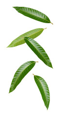 Mango leaf on white