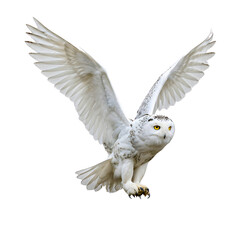 Fototapeta premium Snowy owl in flight isolated on transparent background 