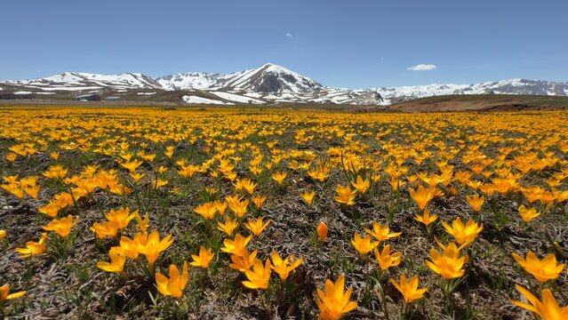 Spring landscapes in the EGRIGOL region, one of the popular plateaus of Antalya