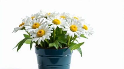 Fototapeta premium Daisy Flowers Blooming in Blue Pot