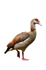Egyptian Goose Png