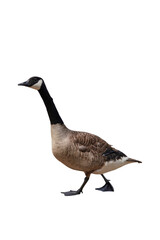 Domestic Goose Png
