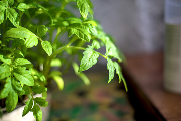 Photo of young tomato plants