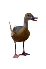 Plumed Whistling Duck Png