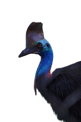 Southern Cassowary Bird Closeup Png