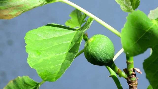 unripe, green figs on a tree in spring in a garden in Germany