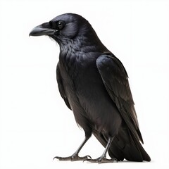 Carrion crow isolated against a transparent background.