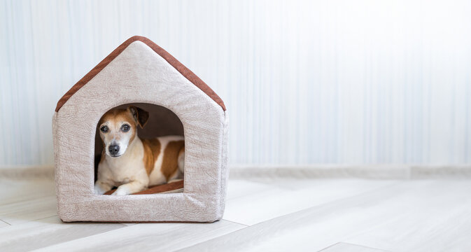 Cute dog lying relaxed looking out of the house. funny pet face enjoying safe rest time siesta. booth in a bright spacious sunny room. Comfortable pet bed. Long horizontal banner empty space