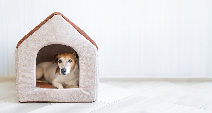 Dog lying relaxed looking out of the house. funny pet face enjoying safe rest time siesta. booth in a bright spacious sunny room. Comfortable pet bed. Long horizontal banner empty space