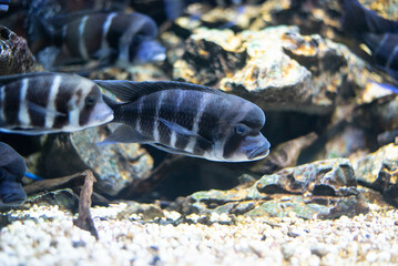 Frontosa fish in aquarium. Beautiful Cyphotilapia Frontosa in black and blue stripes. 