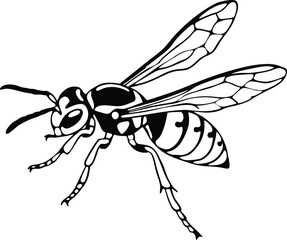 vector illustration of a fly