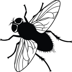 fly isolated on white background